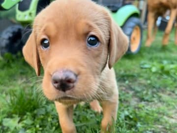 Labrador retriever · Grindsted · Mathias Lindberg