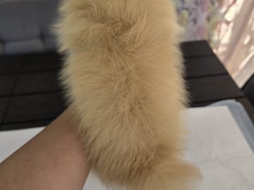 Pomeranian · Billesholm · Björn R.