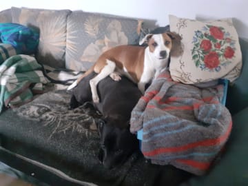 Dansk-svensk gårdshund/Staffordshire bullterrier · Lerdala · Kampavall
