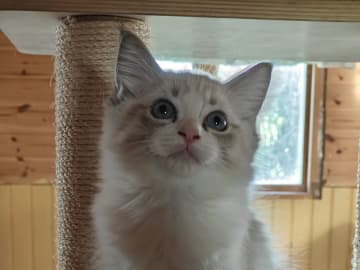 Ragdoll · Vadstena · Skåningstorp