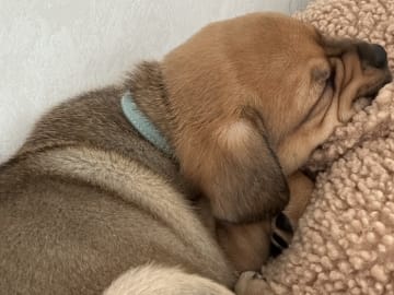 Fransk bulldog och Australiensisk Sheperd · Karlstad · Mia A.