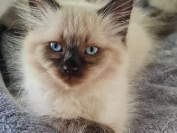 Ragdoll/Neva masquerade · Alunda · Annika S.