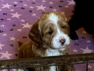 Truffelnose