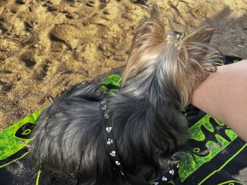 Yorkshire Terrier · Fors · Natalija N.