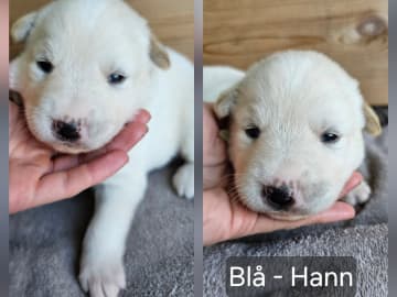 Siberian Husky/Alaska Husky · Kolbu · Bjerkehagen Husky