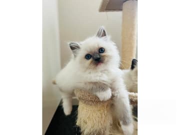 Ragdoll · Trollhättan · SE*Sapphire Blue Eyes
