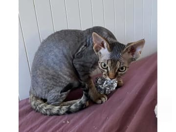 Devon Rex · Husum · S*Bonnea’s