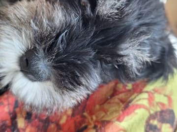 Dvärgschnauzer · Degerfors · Skäggebols