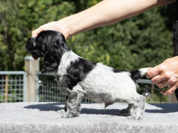 Cocker spaniel · Trollhättan · Perchwater