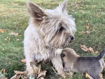 Cairn Terrier · Gjern · Ove Ulrik Jørgensen