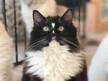 Ragdoll · Söderköping · Anglakatt