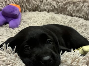Labrador Retriever · Sønderborg · Sussi Borup