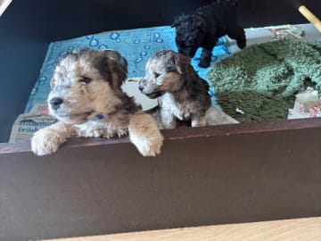 Lakelandterrier · Nyköping · Nun's Story
