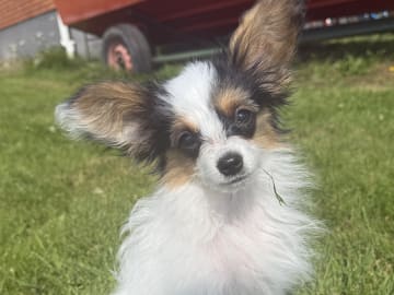 Papillon · Domsjö · Ridge Beautiness