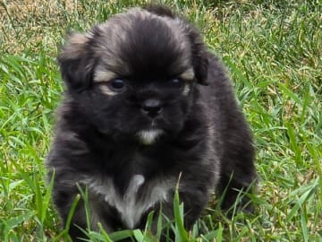 Tibetansk spaniel · Hästveda · Schilleshof's