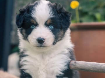 Miniature american shepherd · Gyttorp · Ingen