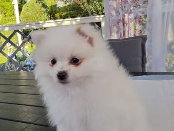 Pomeranian · Billesholm · Björn R.