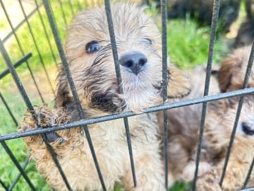 Shih-poo · Holstebro · Linette N.