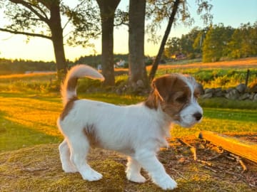 Jack russell terrier · Stenkullen · Baylight`s