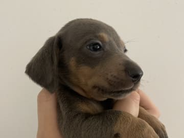 Dachshund · Enskededalen · Biancas
