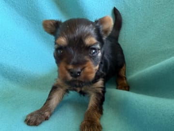 Yorkshireterrier · Tumba · Patricia P.