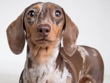 Dachshund · Rimbo · Fru Hasts