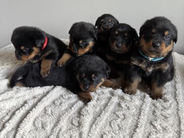 Rottweiler/American Bully XL · Gärsnäs · Helena