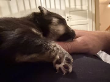 Finsk lapphund · Åby · Finsk lapphund - Angel´s Share