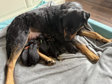 Rottweiler/American Bully XL · Gärsnäs · Helena