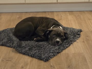American bully