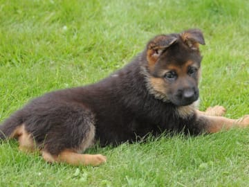 Tysk Schäferhund · Töreboda · Crestline's