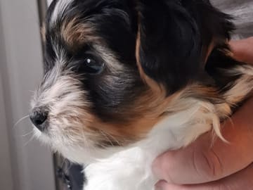 Candygolds