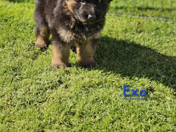 Tysk Schäferhund · Orkanger · Theahagen