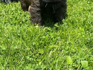 Cairnterrier · Göteborg · Zenith