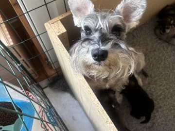 Encalnas' Kennel