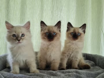 Ragdoll/Neva masquerade · Alunda · Annika S.