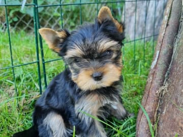 Yorkshire terrier · Kopparberg · Gacrux