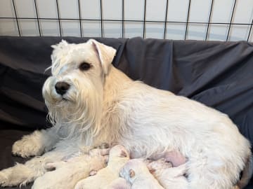 Dvärgschnauzer · Vara · Snowie Shine’s Kennel