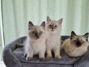 Ragdoll/Neva masquerade · Alunda · Annika S.
