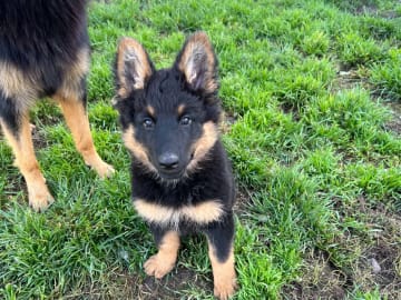 Bohemian Shepherd · Strömstad · Blackmarsh