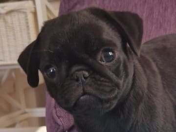 Mops · Bodafors · Skymberg's