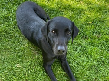 Labrador retriever · Hornslet · Tomas Jansen, Sarah Raluy Brøchner