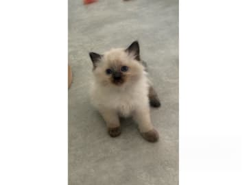 Ragdoll · Umeå · S*Fjälltoppen's
