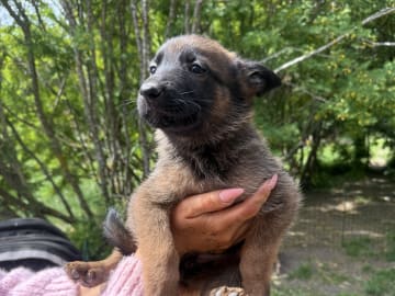 Belgisk vallhund – malinois · Adelsö · Elina T.