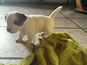 Jack Russell Terrier · Holstebro · Henning Berg Klit