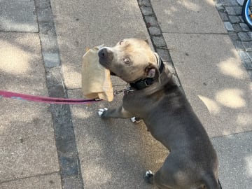 American bully · København · Joan J.
