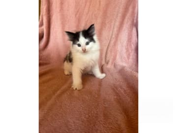 Norsk skogkatt · Kilsmo · SE*Blackfire’s