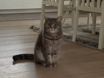 Brittiskt korthår · Värnamo · Irnela B.