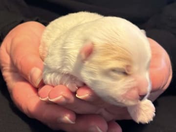 Coton de tuléar · Aalborg · Kystvejens Coton og Xolo