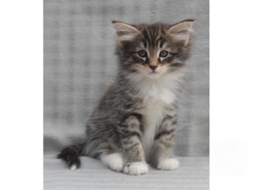 Norsk skogkatt · Falun · S*Ayamara's Norska skogkatter